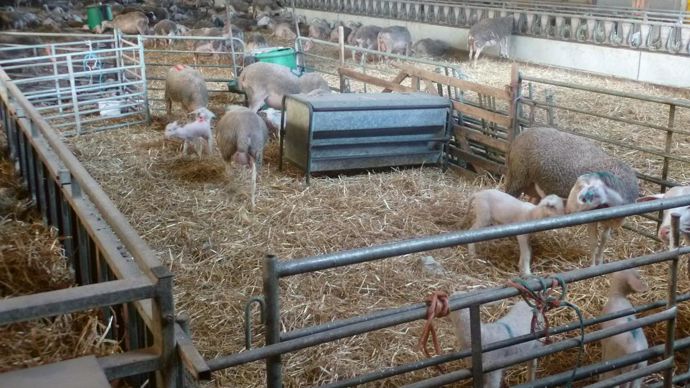 Laits 3 Bio initié par Unicor enregistre déjà de belles réussites, notamment en lait de brebis bio des Bergers du Larzac, dont la collecte est passée de 800 000 l à 1,4 Ml entre 2016 et 2018.